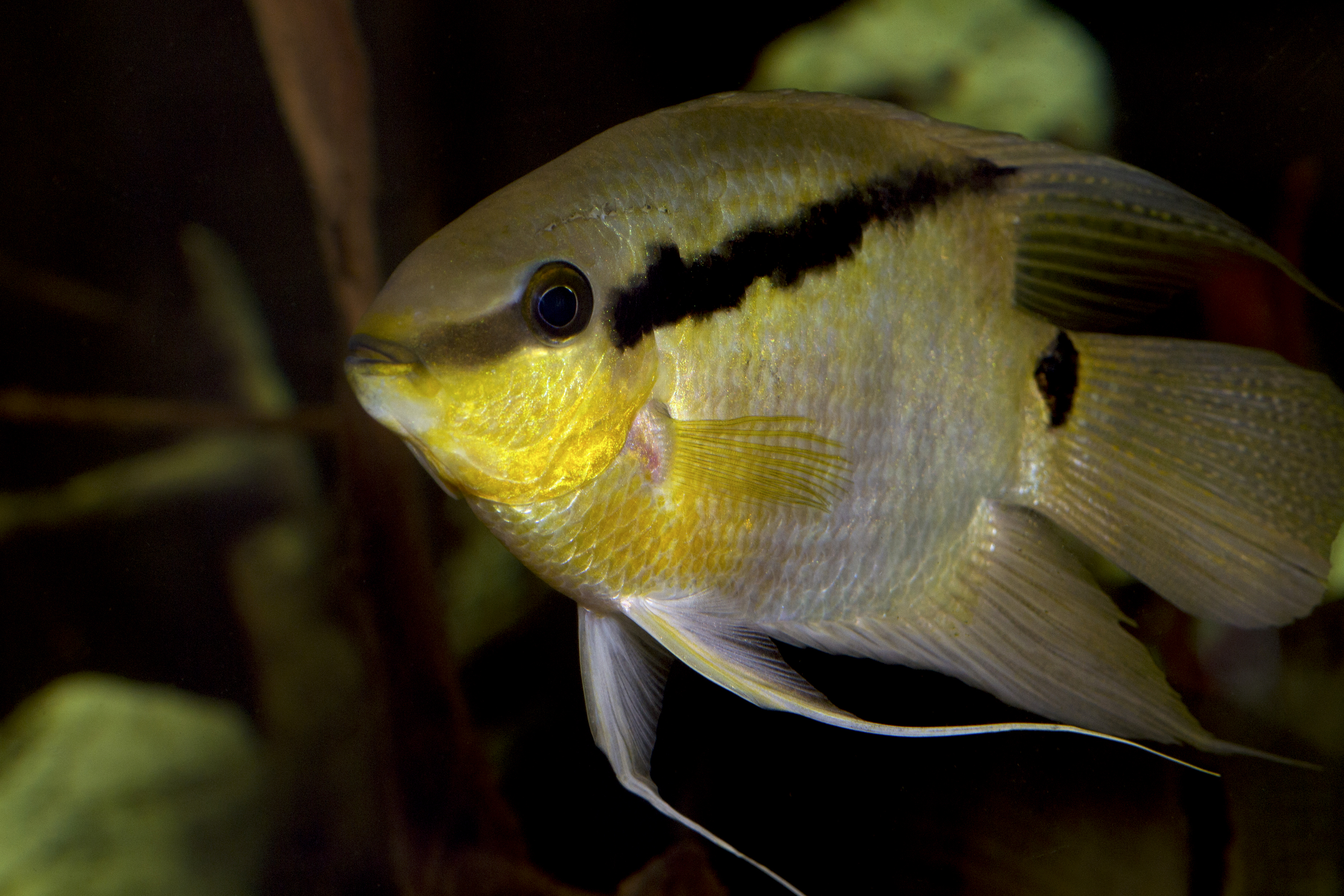 Festivum Cichlid (Mesonauta festivus)